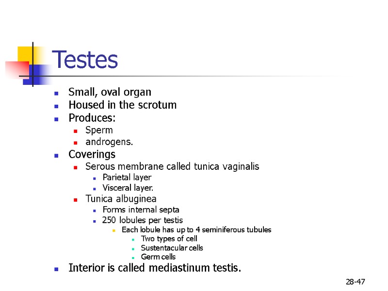 28-47 Testes Small, oval organ Housed in the scrotum Produces: Sperm androgens.  Coverings